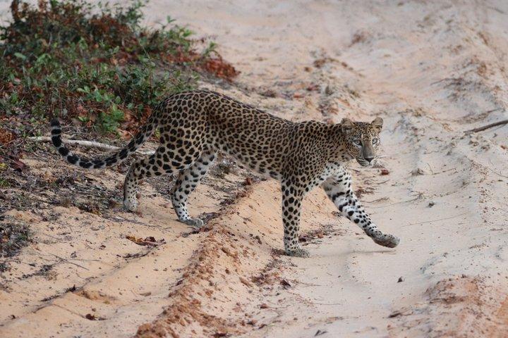 10日間のスリランカアドベンチャー シギリヤ カンディ エラ ガレ