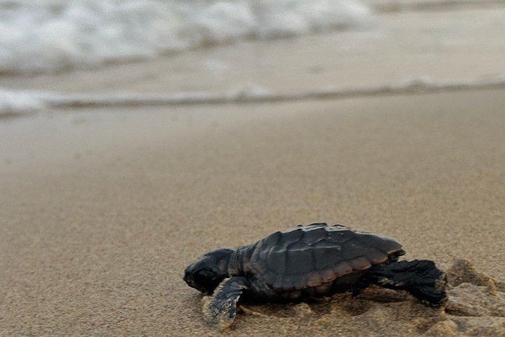 10日間のスリランカアドベンチャー シギリヤ カンディ エラ ガレ