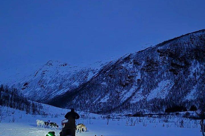 Tromsø: Small Group Husky Dog Sledding
