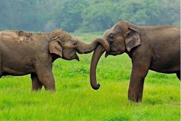 ミネリヤとカウドゥッラのジープサファリ野生動物ツアー