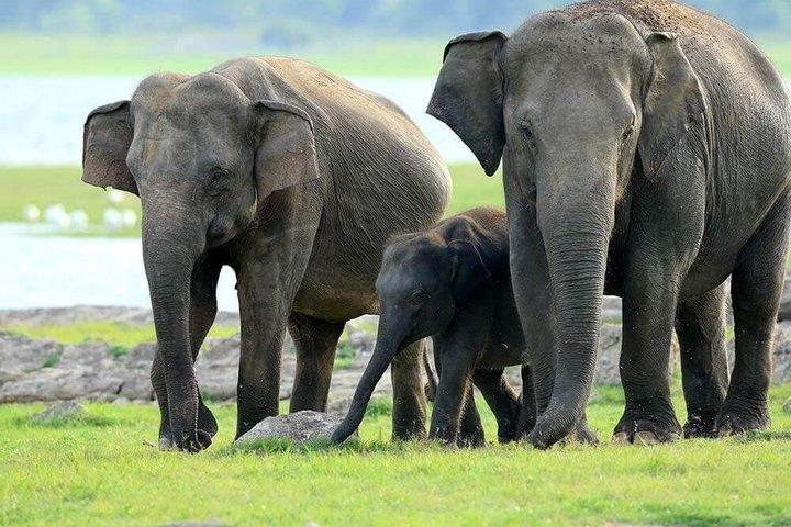 ミネリヤとカウドゥッラのジープサファリ野生動物ツアー
