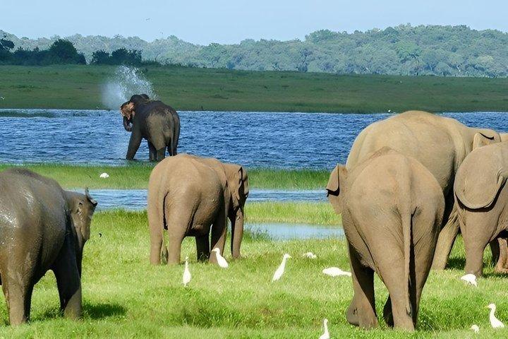ミネリヤとカウドゥッラのジープサファリ野生動物ツアー