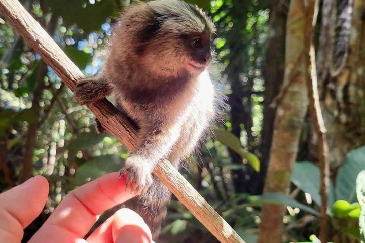 Vista Chinesa and Guided Hike in Tijuca Forest