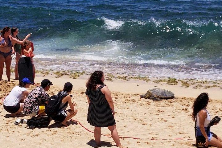 ノースショア,カイルア,またはホノルルプライベートラグジュアリーサークルアイランドツアー