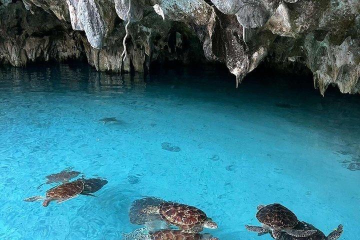Explore Zanzibar with Jozani Red Colobus Monkey and Turtle Swim
