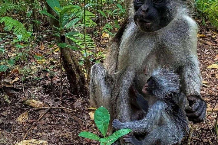 Explore Zanzibar with Jozani Red Colobus Monkey and Turtle Swim