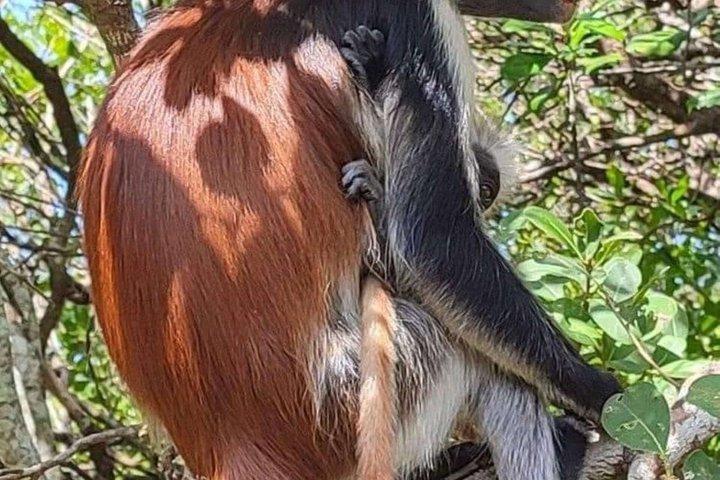 Explore Zanzibar with Jozani Red Colobus Monkey and Turtle Swim