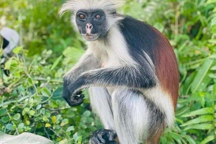 Explore Zanzibar with Jozani Red Colobus Monkey and Turtle Swim