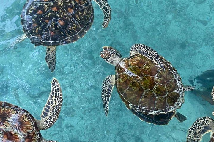 Explore Zanzibar with Jozani Red Colobus Monkey and Turtle Swim
