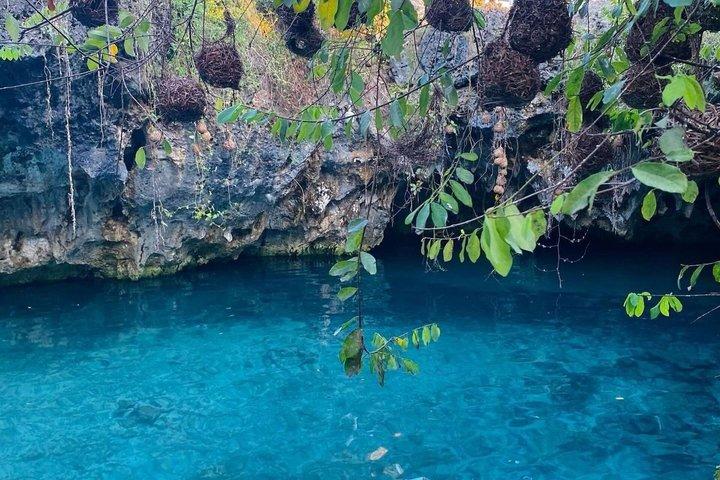 Explore Zanzibar with Jozani Red Colobus Monkey and Turtle Swim