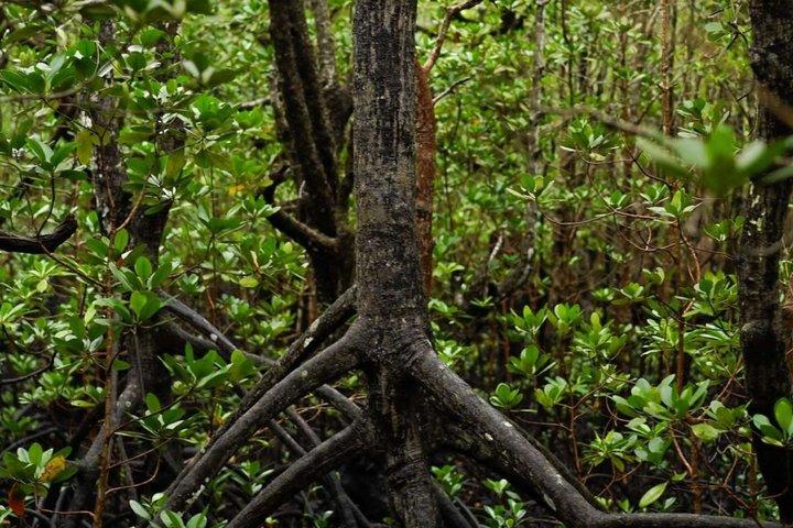 Explore Zanzibar with Jozani Red Colobus Monkey and Turtle Swim
