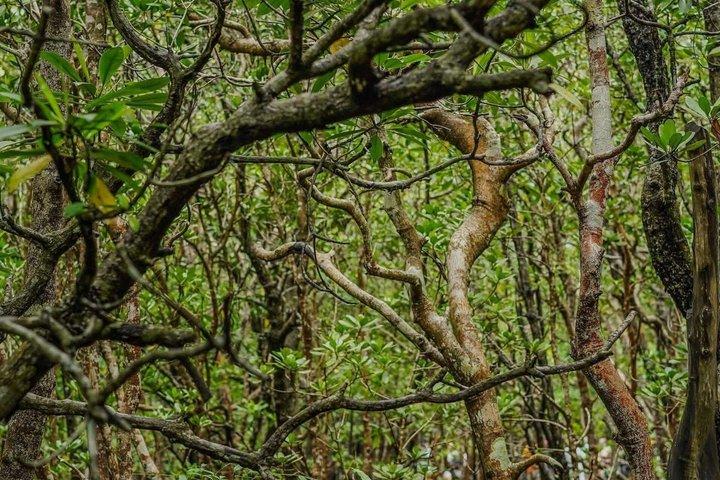 Explore Zanzibar with Jozani Red Colobus Monkey and Turtle Swim