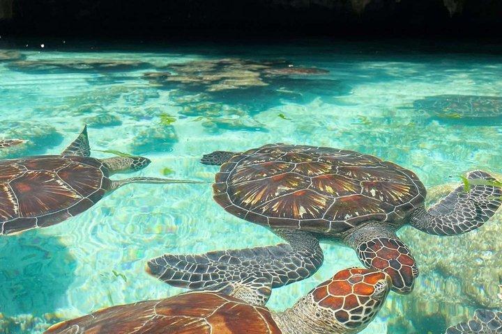 Explore Zanzibar with Jozani Red Colobus Monkey and Turtle Swim
