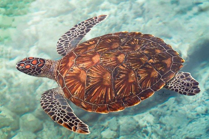 Explore Zanzibar with Jozani Red Colobus Monkey and Turtle Swim