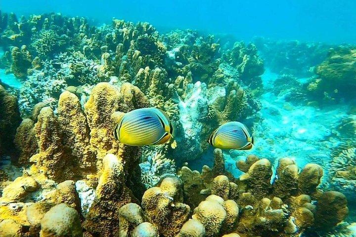 Explore Zanzibar with Jozani Red Colobus Monkey and Turtle Swim