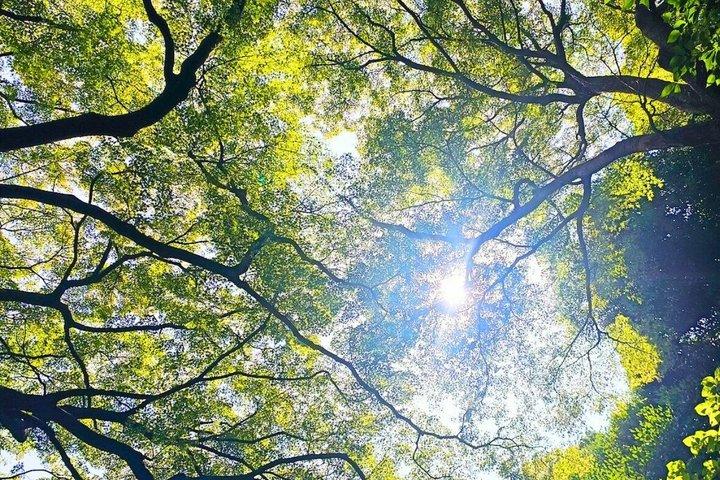 東京皇居ガイド（スペイン語版）