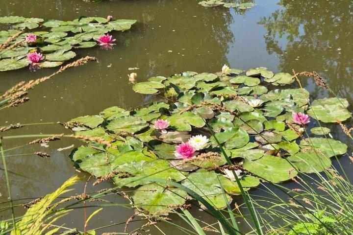 パリでのクロード・モネの家と睡蓮の庭園ツアー