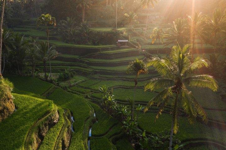 Ubud Cultuur- en Natuurrijstterrassen Watertempel Watervallen