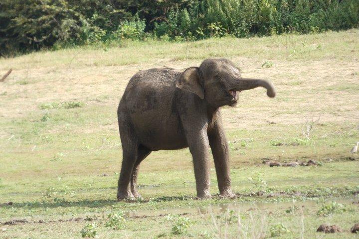 日帰りツアーでシギリヤとミネリヤ公園を発見する