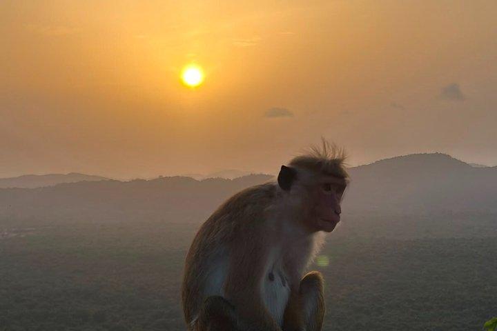 選択したアトラクションを巡るキャンディとピンナワラのプライベート日帰り旅行