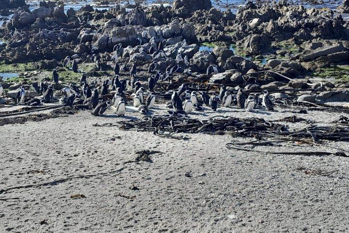 ケープアガラス、ハーマヌスストーニーポイントペンギンコロニーツアー