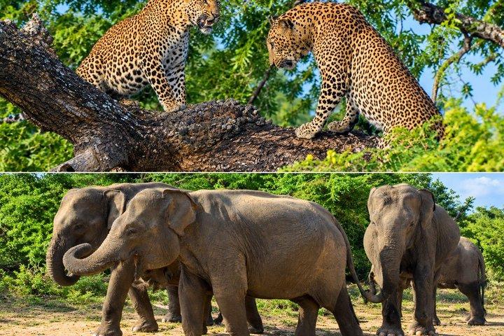 Yala Safari from Ella and Drop Off Mirissa Tangalle and Galle