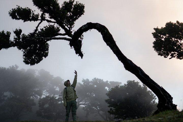 Madeira Fanal Forest, Waterfalls and Lava Pools Tour