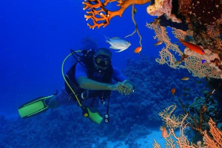 ホワイト島シュノーケリングボートトリップ（シャルム・エル・シェイク発）