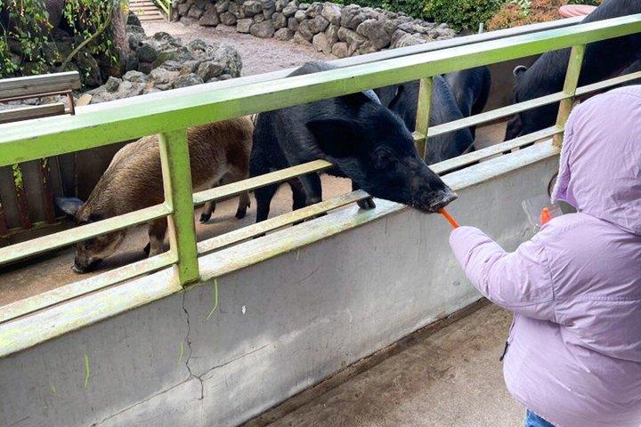 済州島南ユネスコハイライト漢拏山日帰りツアー