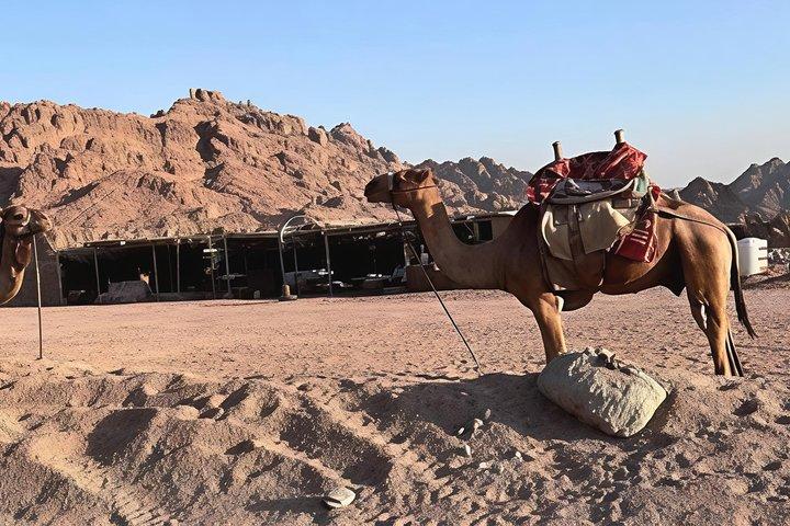 クアッド＆キャメル乗車サファリ シャーム 小グループ・ベドウィンディナーショー付き