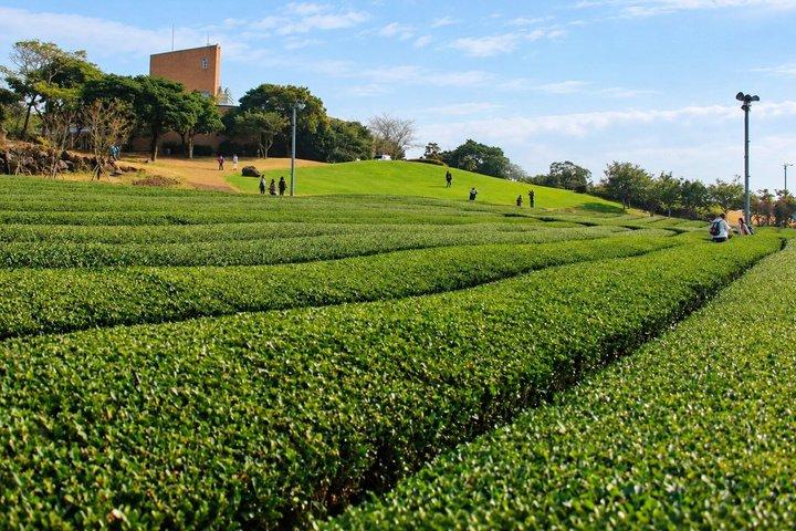 Jeju Cruise Shore Excursion Two Port Route Options