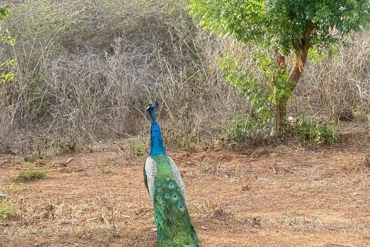 ウダワラウェ国立公園プライベートサファリツアー