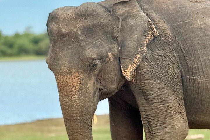 ウダワラウェ国立公園プライベートサファリツアー
