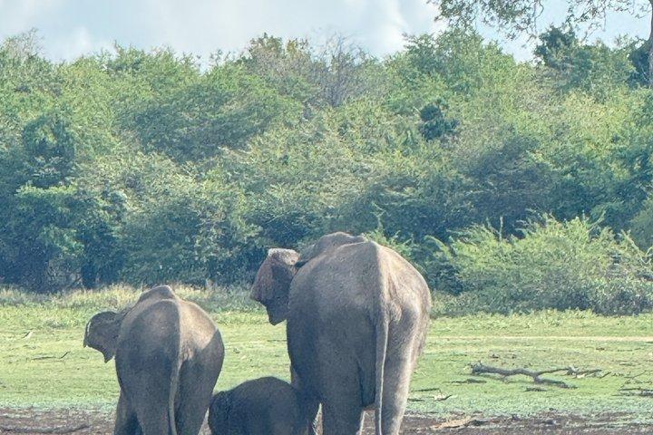 ウダワラウェ国立公園プライベートサファリツアー