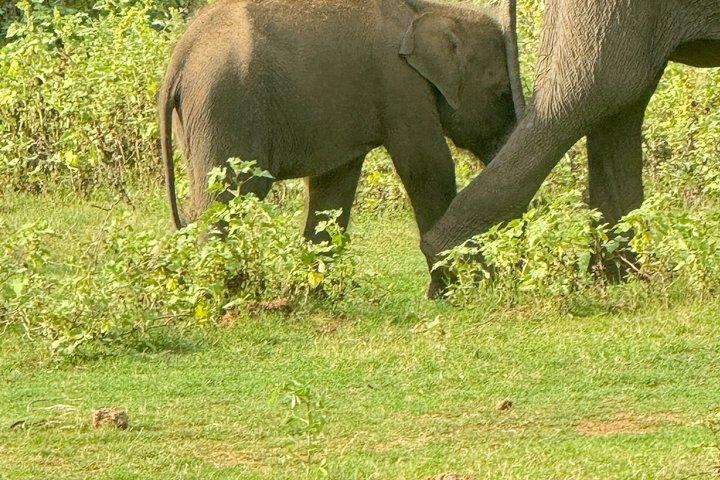 ウダワラウェ国立公園プライベートサファリツアー