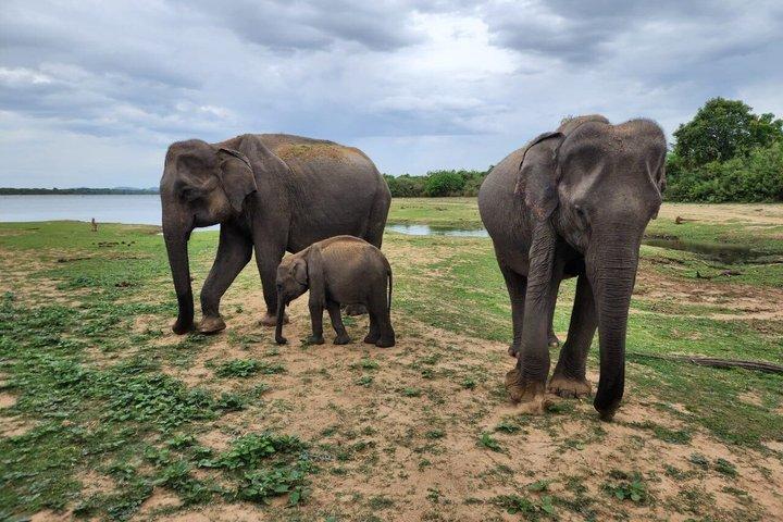 ウダワラウェ国立公園プライベートサファリツアー
