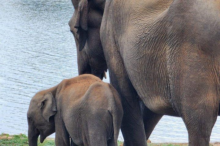 ウダワラウェ国立公園プライベートサファリツアー