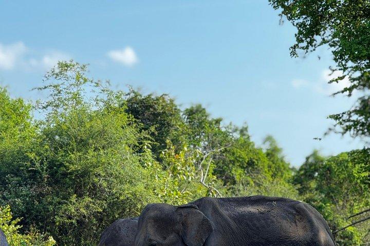 ウダワラウェ国立公園プライベートサファリツアー