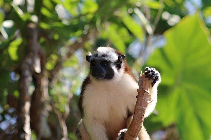 Panamá Más Allá