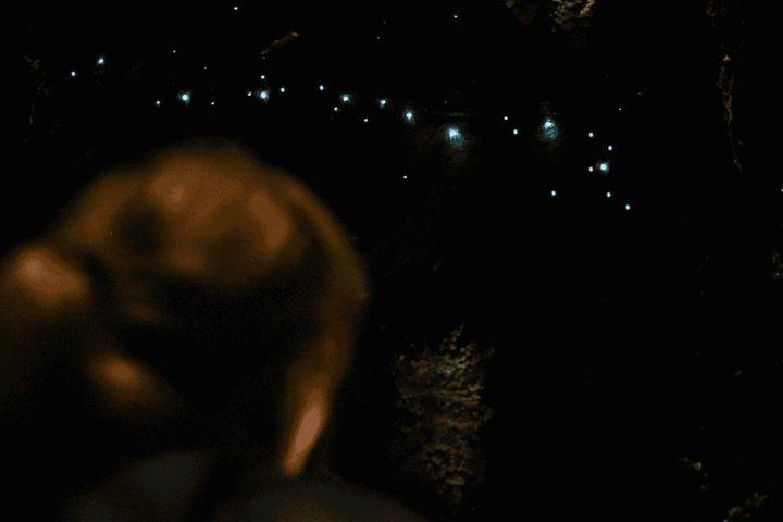 See Auckland's Secret Glow Worms