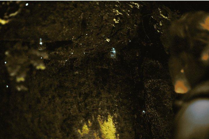 See Auckland's Secret Glow Worms