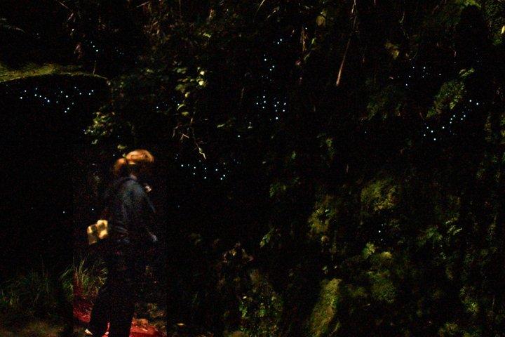 See Auckland's Secret Glow Worms