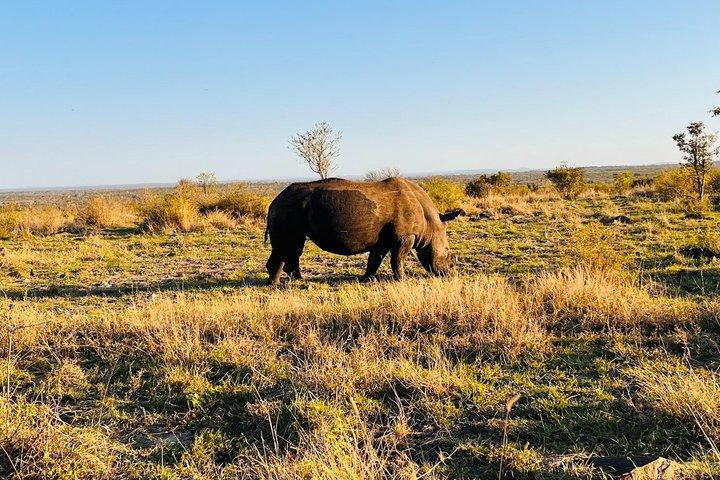 Sabi Sand Sonnenuntergangssafari