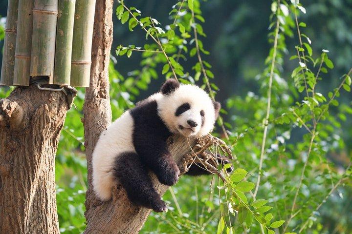 Chengdu Research Base of Giant Panda Breeding Admission Ticket