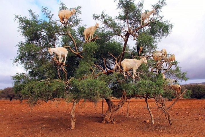 From Marrakech To Essaouira Full Day Trip & Optional Activities