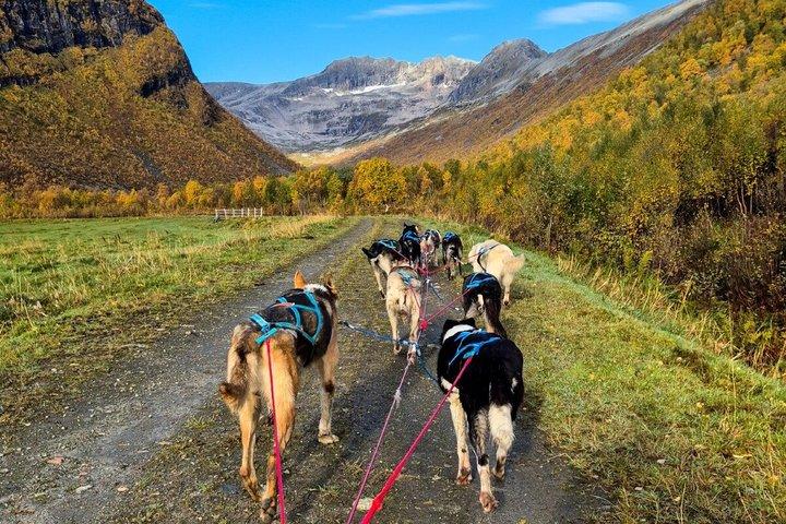 Tromso Husky Wagon Tour Hundskidåkning på hjul