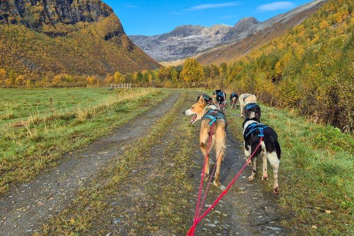 Tromso Husky Wagon Tour Dog Sledding on Wheels