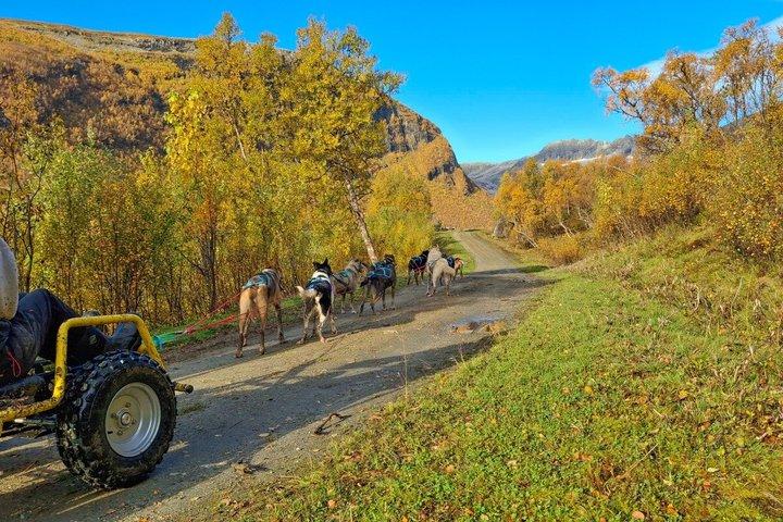 Tromso Husky Wagon Tour Dog Sledding on Wheels