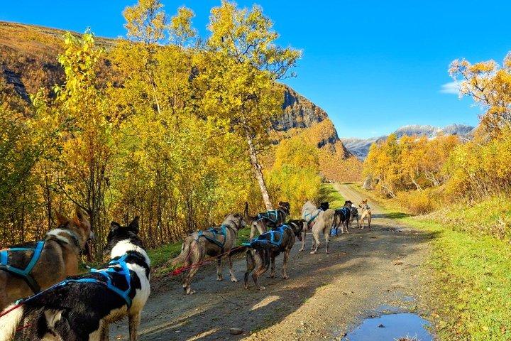 Tromso Husky Wagon Tour Dog Sledding on Wheels