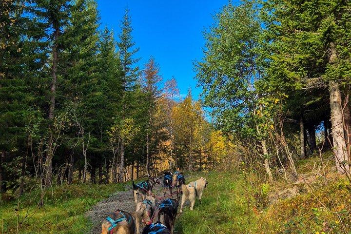 Tromso Husky Wagon Tour Dog Sledding on Wheels